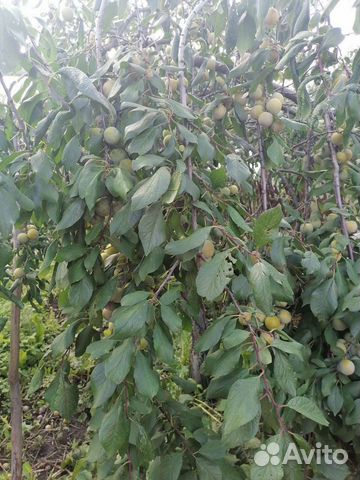 Саженцы сливы