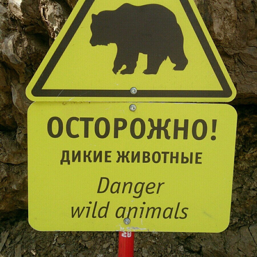 Осторожные звери. Осторожные звери. Осторожно звери. Осторожно животные. Осторожные звери.
