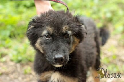 Щеночек Гамлет ищет дом