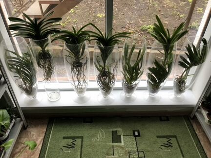 Орхидеи Ванда коллекционные