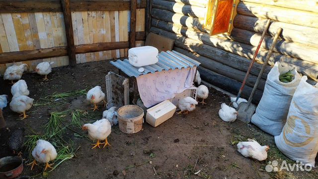 Навоз куриный в мешках