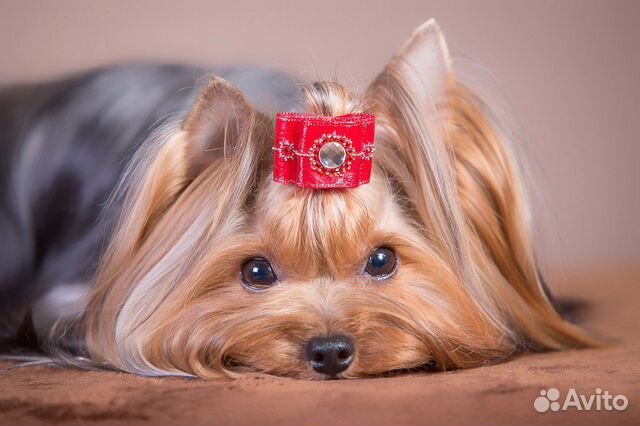 Стрижка собак