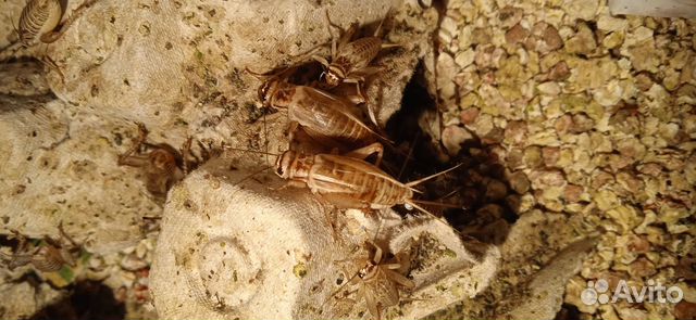 Сверчки домовые-сверчок домовый для рептилий, др