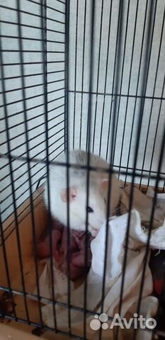 Крысята Дамбо с клеткой окр Хаски