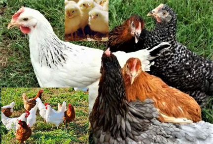 Куры молодые несушки.Цыплята бройлер.Петухи.Мулард