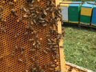 Пчелопакеты, пчелосемьи карника (весна 2022) объявление продам
