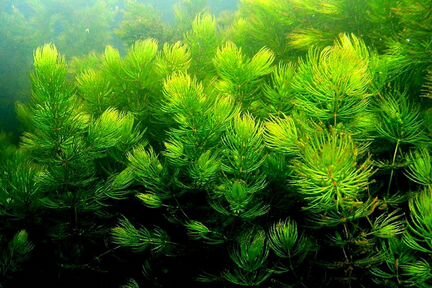 Аквариумное растение Роголистник