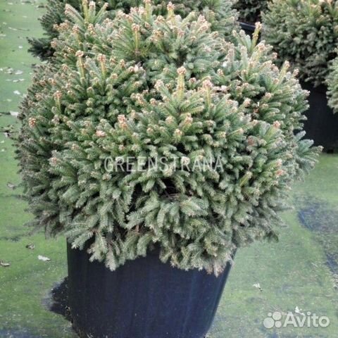 Ель обыкновенная Pygmaea/40-60 см