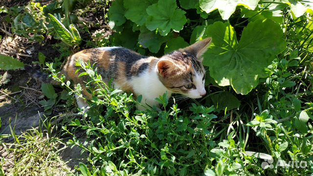 Котята бесплатно, осталось только 2