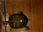 Черепаха без аквариума объявление продам