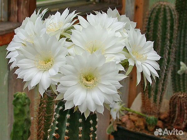 Суккуленты разные