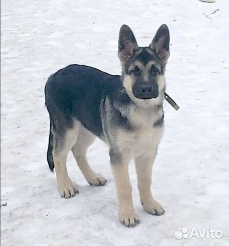 Восточная овчарка фото щенки 3 месяца