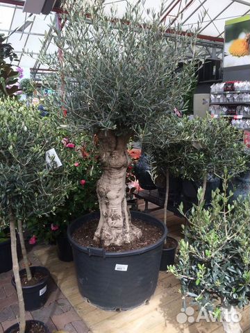 Любая Олива под заказ