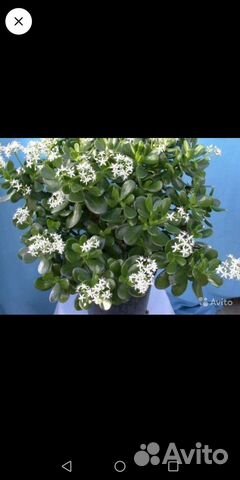 Денежное дерево (толстянка крассула)