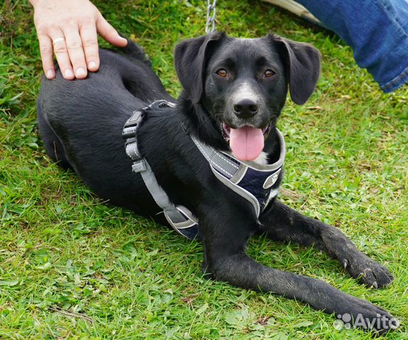 Молодая собака (пёс) в заботливые руки (кобель)