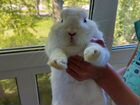 Миниатюрный кролик гермелин объявление продам