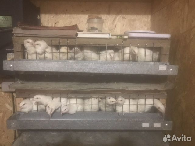 Клетки для перепелов бу