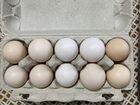 Инкубационное яйцо Маран и Бресс-гальские объявление продам