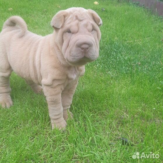 шарпей авито щенков