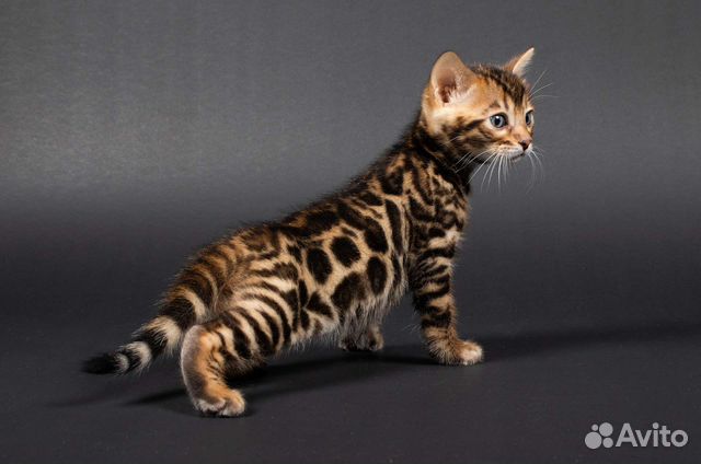 Бенгальские котята, мальчики