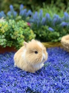 Кроликовые малыши