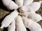 Среднеазиатская овчарка, сао, Алабай объявление продам
