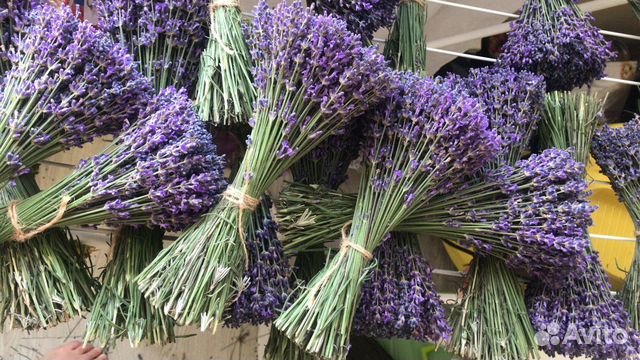 Лаванда в пучках, сбор 2023 г