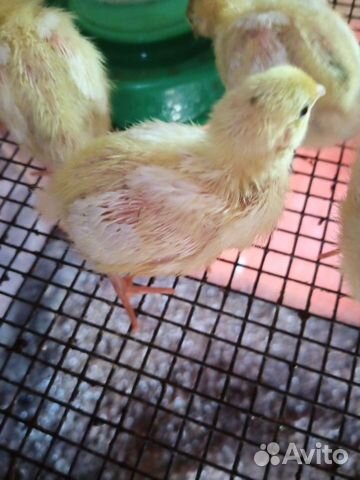 Перепела цыплята