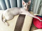 Донской сфинкс котята (новые фото) объявление продам