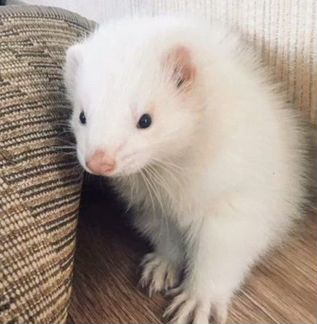 Вязка хорьков экзотических окрасов(3 самца)