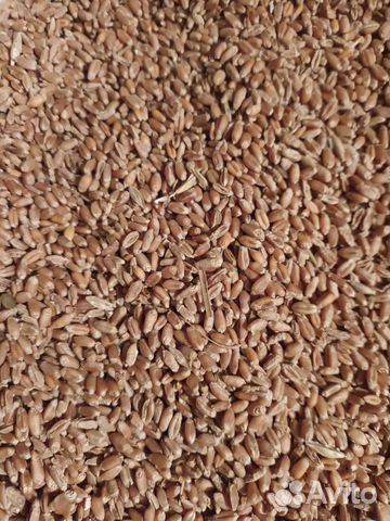 Зерно пшеница