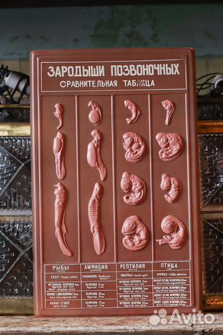 Пособие по биологии СССР зародыши позвоночных