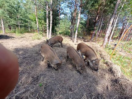 Кабанчик кабан дикий