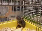 Крысята Дамбо объявление продам