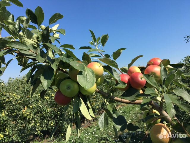 Маллина опт, розница, близко к городу