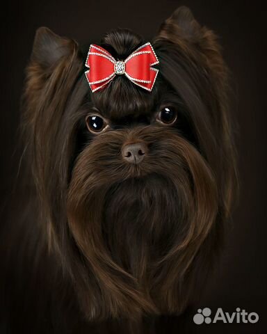 Шоколадный йорк Мини вязка