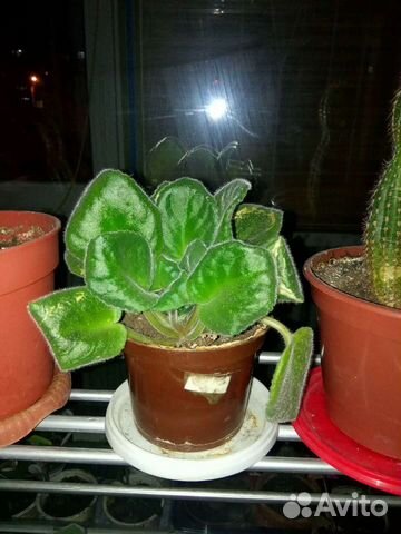 Комнатные цветы