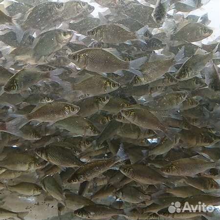 Живец карась