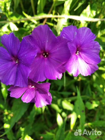 Флокс садовый многолетка