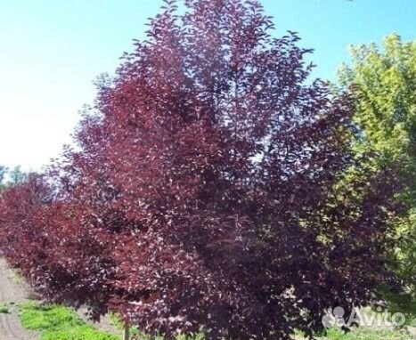 Черёмуха краснолистная