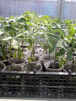 Рассада томатов