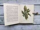 Винтажная книга с ботаническими иллюстрациями 1982 объявление продам