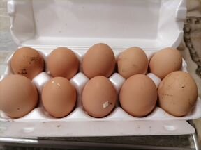 Яйцо куриное домашнее (очень крупное)