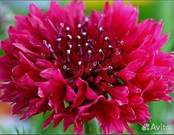 Василек красный(семена)