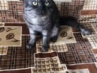 Шотланский кот вязка