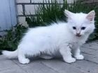 Невские маскарадные котята 2 месяца мальчики объявление продам