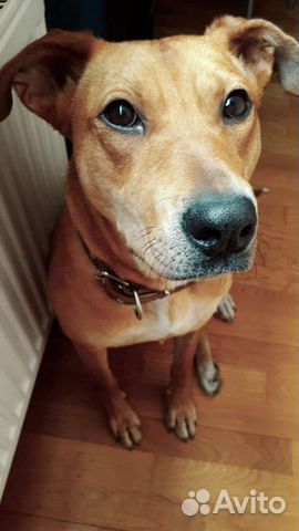 Собака в добрые руки