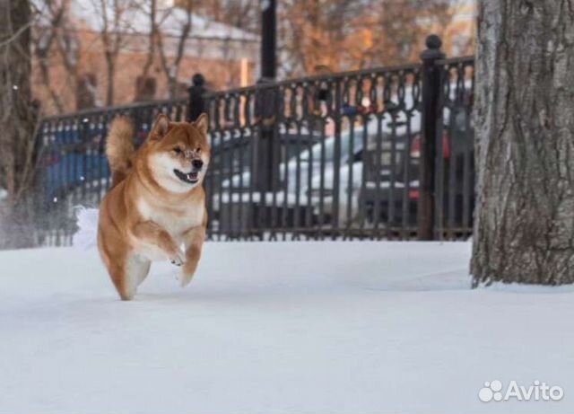 Вязка сиба ину