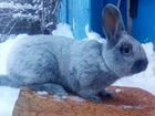 Самцы Кролики Серебро на продажу
