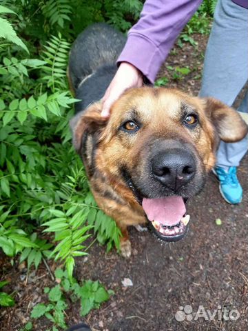 Добряк Бой в поисках дома